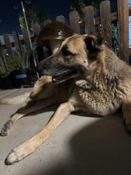 Found/Stray Male Dog last seen Near Montebello park, Montebello, CA 90640