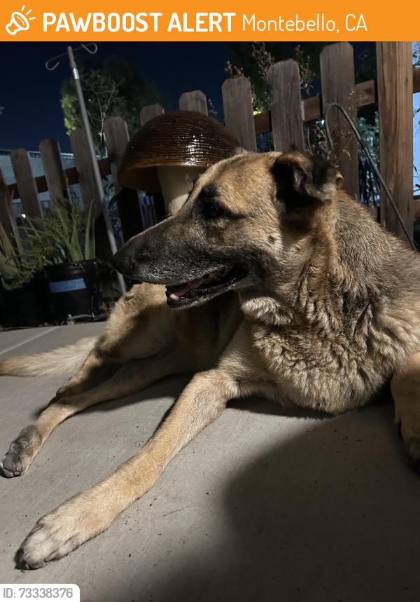 Found/Stray Male Dog last seen Near Montebello park, Montebello, CA 90640