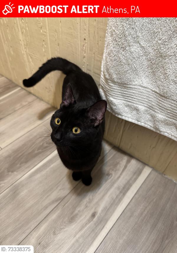 Lost Male Cat last seen Wheelock St., Elmira St., and Tyler St., Athens, PA 18810