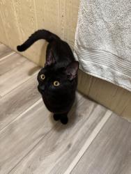 Lost Male Cat last seen Wheelock St., Elmira St., and Tyler St., Athens, PA 18810