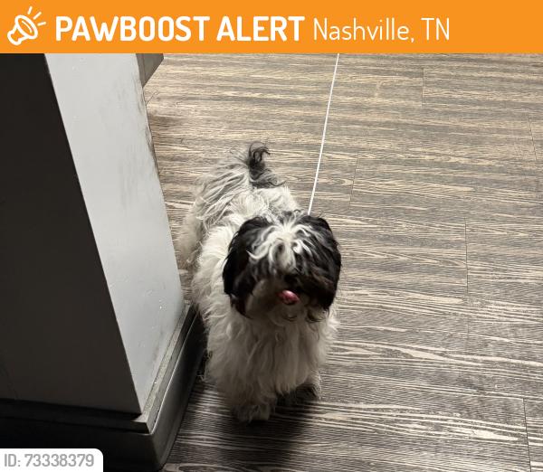 Found/Stray Female Dog last seen 11th Ave S and Wedgewood, Nashville, TN 37203