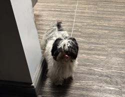 Found/Stray Female Dog last seen 11th Ave S and Wedgewood, Nashville, TN 37203