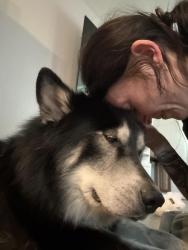 Reunited Male Dog last seen 7th St and Northern, Phoenix, AZ 85020