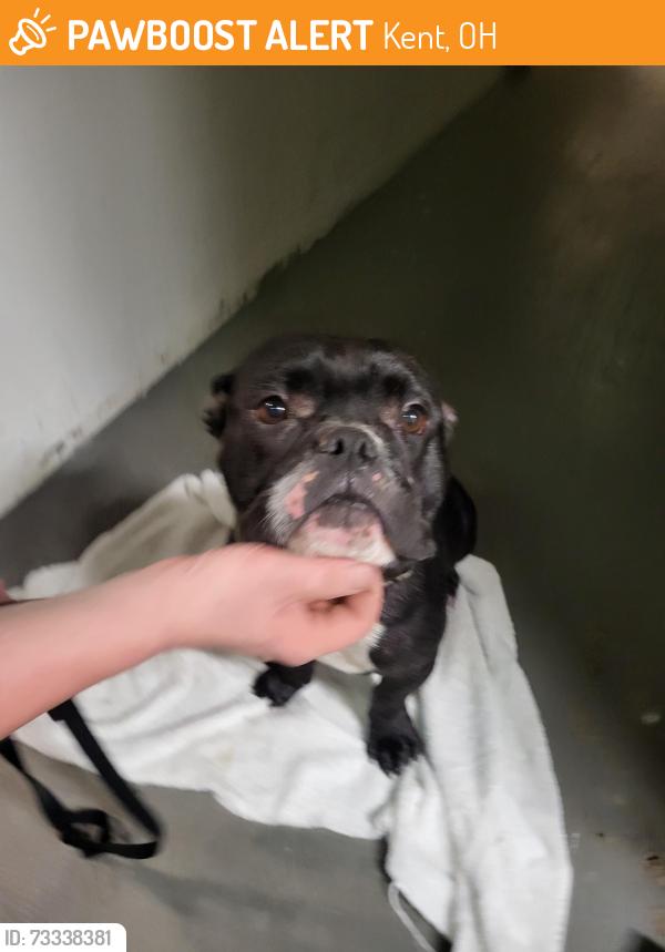 Found/Stray Male Dog last seen Summit st and state rt 43, Kent, OH 44240