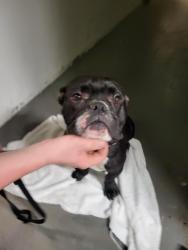 Found/Stray Male Dog last seen Summit st and state rt 43, Kent, OH 44240