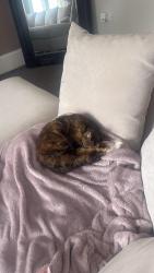 Reunited Female Cat last seen S71 5FZ, South Yorkshire, England S71 5FZ