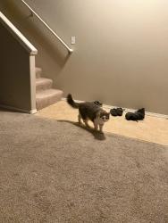 Reunited Male Cat last seen Near 1362 NE 86Ct, Hillsboro, OR 97006