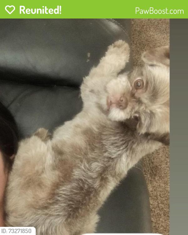 Reunited Female Dog last seen Boston ln, King City, CA 93930