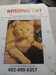 Lost Male Cat last seen Outside Our white Statues Near cemetry Indianola Ave/Sante Fe Trail, Avondale, AZ 85392