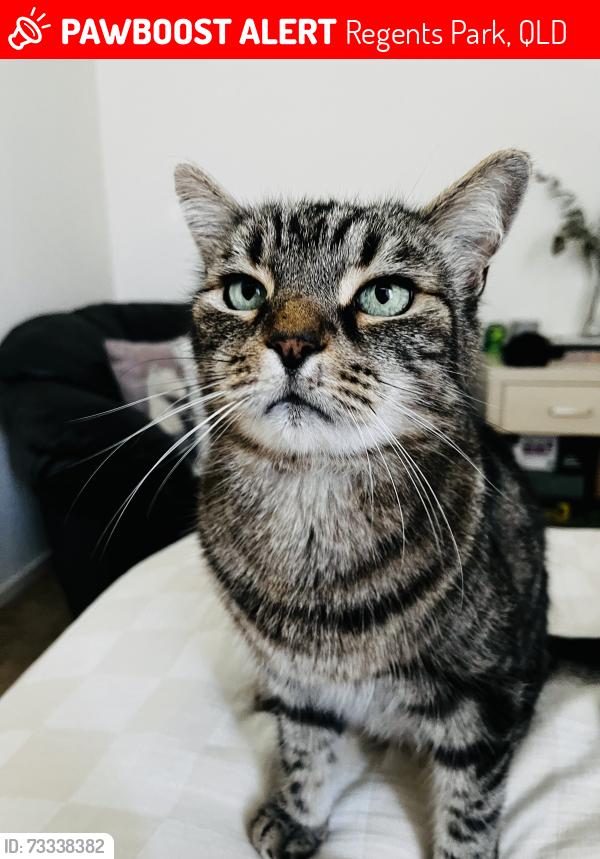 Lost Male Cat last seen Maryland Drive, Regents Park, Regents Park, QLD 4118