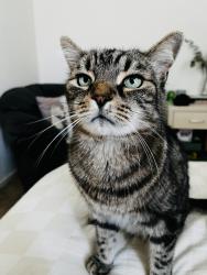 Lost Male Cat last seen Maryland Drive, Regents Park, Regents Park, QLD 4118