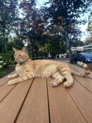 Lost Male Cat last seen Onyx apmts, Redmond, WA 98052
