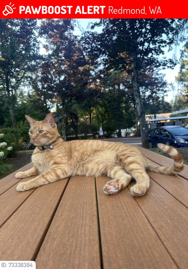 Lost Male Cat last seen Onyx apmts, Redmond, WA 98052