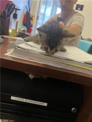 Shelter Stray Male Cat last seen , 1705 S Hanley Rd, Brentwood, MO 63144, USA