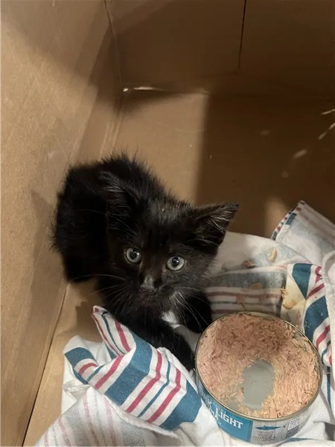 Shelter Stray Female Cat last seen , 1705 S Hanley Rd, Brentwood, MO 63144, USA