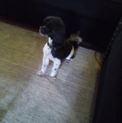 Reunited Male Dog last seen S Washington Ave, Dunn, NC 28334, USA, Dunn, NC 28334