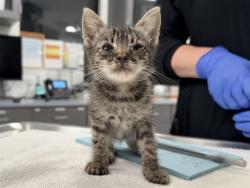 Shelter Stray Male Cat last seen VENETO/HARVARD AVE, 92614, 6443 Oak Canyon, Irvine, CA 92618, USA