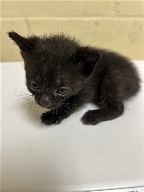 Shelter Stray Female Cat last seen VINCI AVE & RALEY BLVD, 2127 Front St, Sacramento, CA 95818, USA