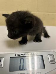 Shelter Stray Male Cat last seen VINCI AVE & RALEY BLVD, 2127 Front St, Sacramento, CA 95818, USA