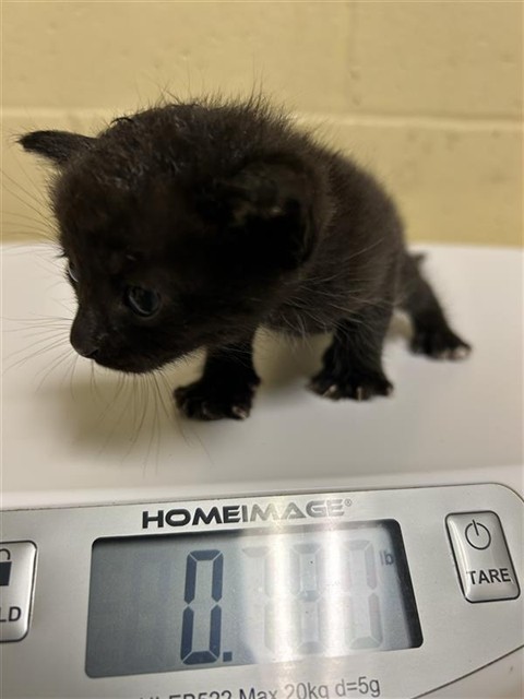 Shelter Stray Male Cat last seen VINCI AVE & RALEY BLVD, 2127 Front St, Sacramento, CA 95818, USA