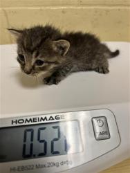 Shelter Stray Female Cat last seen VINCI AVE & RALEY BLVD, 2127 Front St, Sacramento, CA 95818, USA