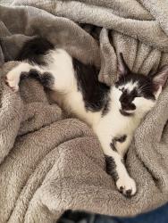 Shelter Stray Male Cat last seen STONECREEK DR & WOODLAND OAKS WAY, 2127 Front St, Sacramento, CA 95818, USA