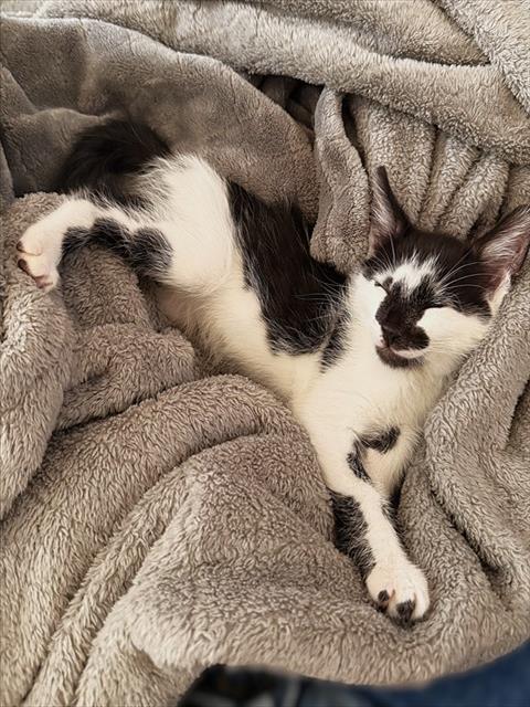 Shelter Stray Male Cat last seen STONECREEK DR & WOODLAND OAKS WAY, 2127 Front St, Sacramento, CA 95818, USA