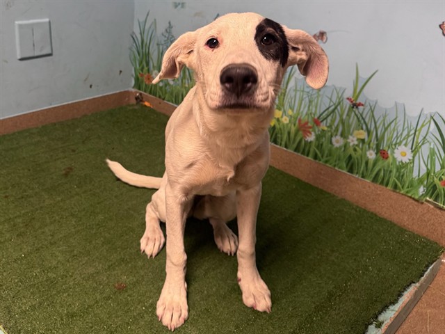 Shelter Stray Female Dog last seen , 38550 Sierra Hwy, Palmdale, CA 93550, USA