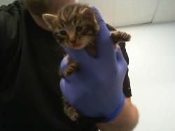 Shelter Stray Female Cat last seen CHARLOTTE, 8315 Byrum Dr, Charlotte, NC 28217, USA