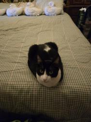 Lost Male Cat last seen 21st & Euclid Ave, Upland, CA 91784