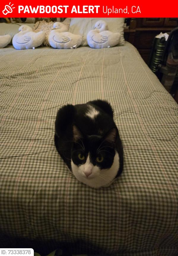 Lost Male Cat last seen 21st & Euclid Ave, Upland, CA 91784