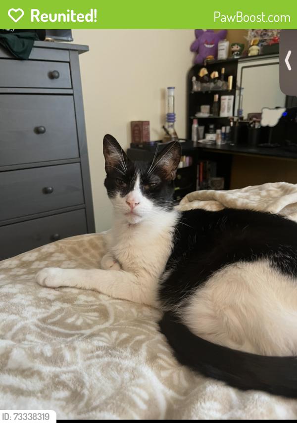 Reunited Male Cat last seen N Cat Hills Ave and W Angel Way, San Tan Valley, AZ 85143