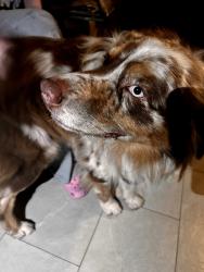 Reunited Unknown Dog last seen Found this dog by a gas station near 10121 Whittier Blvd Whittier, CA, Whittier, CA 90606