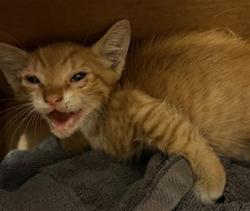 Shelter Stray Male Cat last seen ARLINGTON EXPRESSWAY, 2020 Forest St, Jacksonville, FL 32204, USA