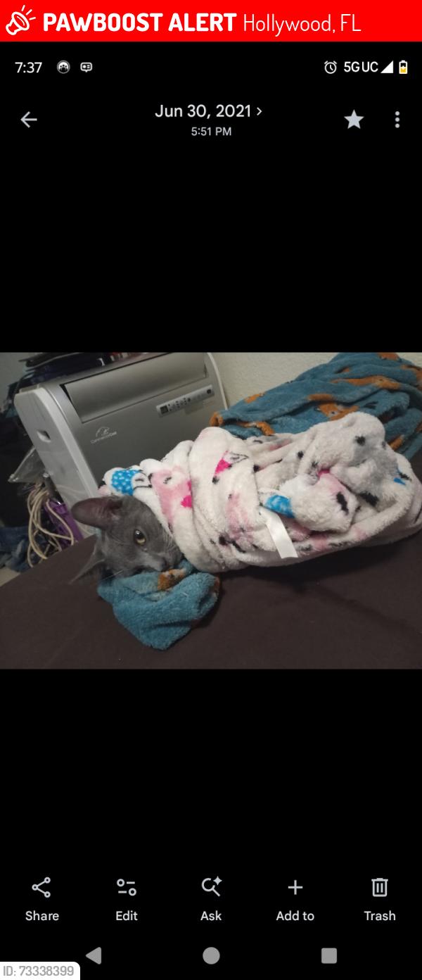 Lost Male Cat last seen Polk and 24th near Bk, Hollywood, FL 33020