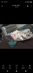 Lost Male Cat last seen Polk and 24th near Bk, Hollywood, FL 33020
