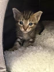 Shelter Stray Male Cat last seen EGREST NEST DR, 2020 Forest St, Jacksonville, FL 32204, USA