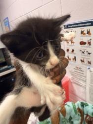 Shelter Stray Female Cat last seen Near BLOCK BAYMEADOWS RD, 2020 Forest St, Jacksonville, FL 32204, USA