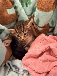 Shelter Stray Male Cat last seen Near BLOCK BAYMEADOWS RD, 2020 Forest St, Jacksonville, FL 32204, USA