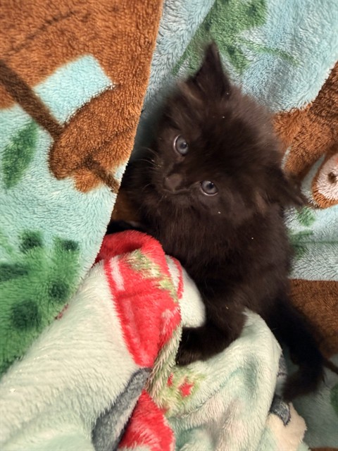 Shelter Stray Male Cat last seen Near BLOCK BAYMEADOWS RD, 2020 Forest St, Jacksonville, FL 32204, USA