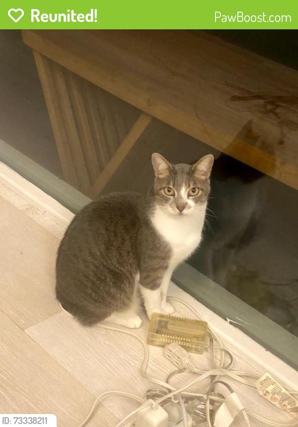 Reunited Female Cat last seen Mainsail st. Schooner st., Foster City, CA 94404