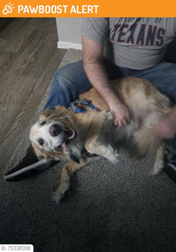 Found/Stray Male Dog last seen Near Harwood apmts Leasing Office, North Richland Hills, TX 76180
