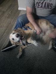 Found/Stray Male Dog last seen Near Harwood apmts Leasing Office, North Richland Hills, TX 76180