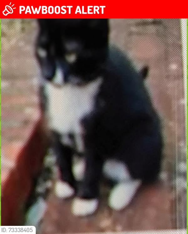 Lost Female Cat last seen Winchester, SO22 4LR, Hampshire, England SO22 4LR