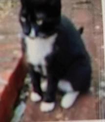 Lost Female Cat last seen Winchester, SO22 4LR, Hampshire, England SO22 4LR