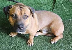 Shelter Stray Male Dog last seen , 5210 W Ave I, Lancaster, CA 93536, USA