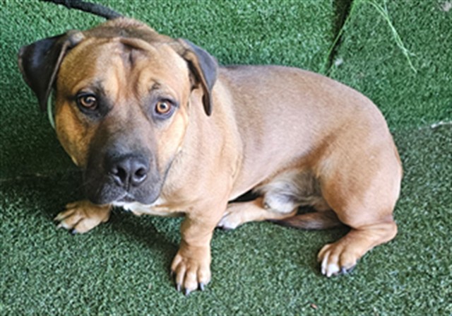 Shelter Stray Male Dog last seen , 5210 W Ave I, Lancaster, CA 93536, USA