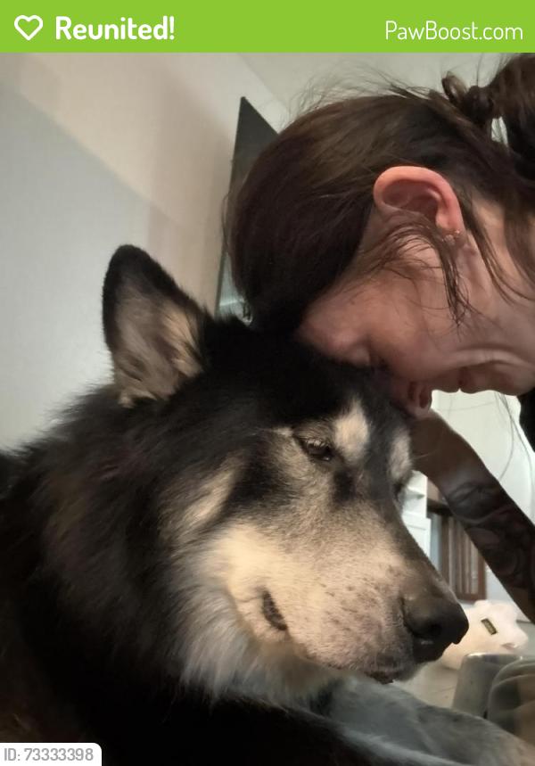 Reunited Male Dog last seen 7th St and Northern, Phoenix, AZ 85020