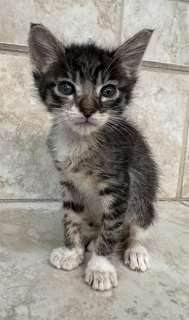 Shelter Stray Male Cat last seen AMERICANA WAY/HUNTSMAN DR,95826, 3839 Bradshaw Rd, Sacramento, CA 95827, USA