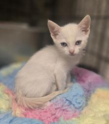 Shelter Stray Male Cat last seen WHEATLAND DR/ SPENGLER DR, 95828, 3839 Bradshaw Rd, Sacramento, CA 95827, USA